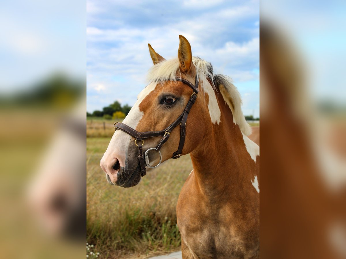 Haflinger Mix Stute 15 Jahre 147 cm Schecke in Weiterstadt