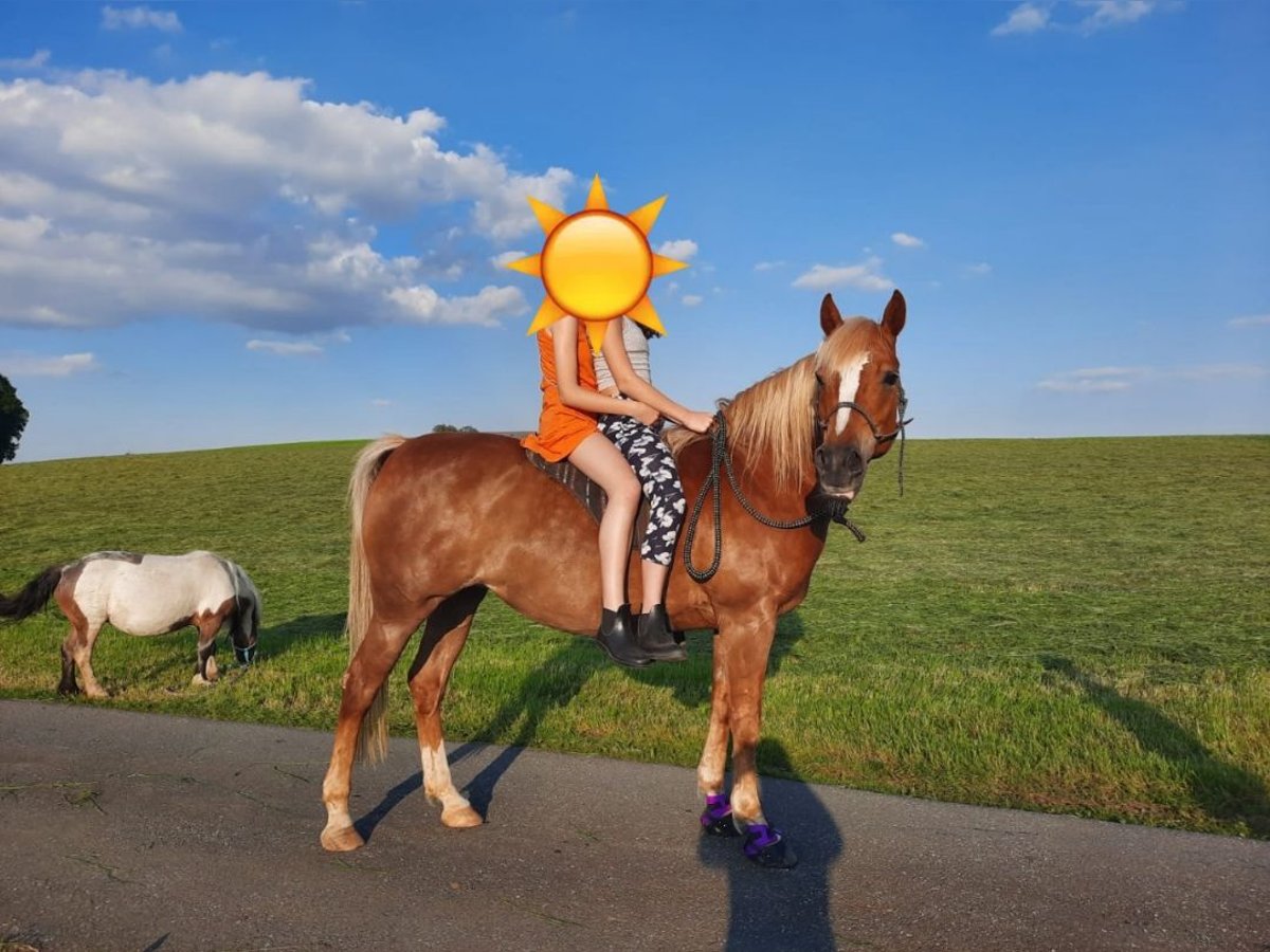 Haflinger Mix Stute 15 Jahre 150 cm Dunkelfuchs in Obertrum am See