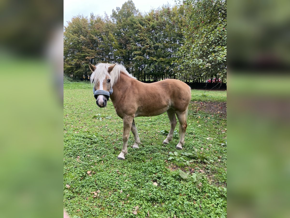 Haflinger Stute 15 Jahre 150 cm Fuchs in Bergkamen