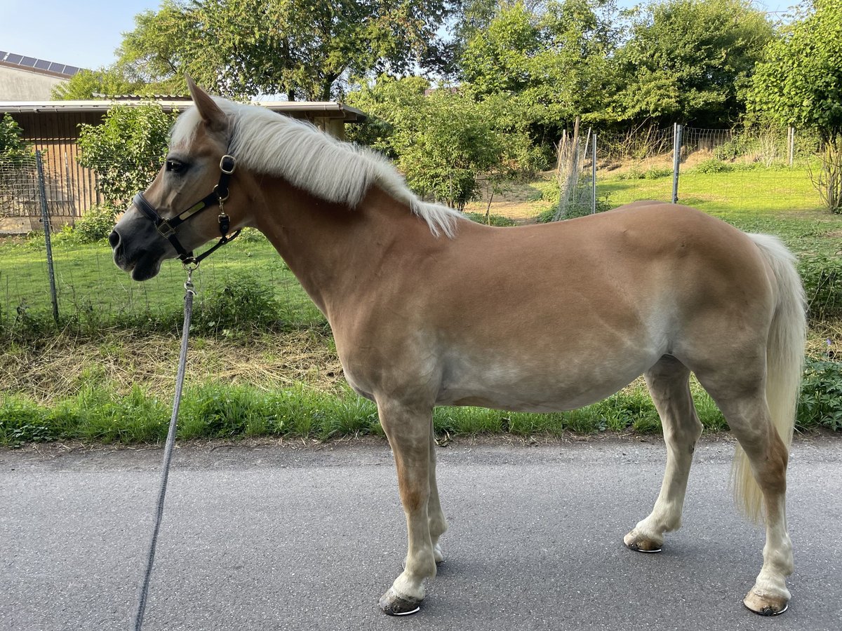 Haflinger Stute 16 Jahre 143 cm Fuchs in Bruchsal