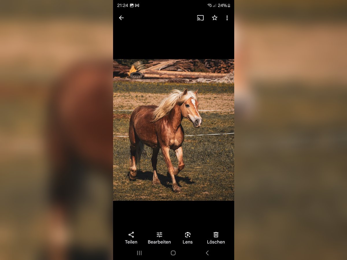 Haflinger Stute 16 Jahre 144 cm in Obersch&#xFC;tt