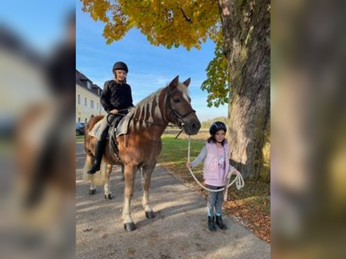 Haflinger Stute 16 Jahre 145 cm Dunkelfuchs in Schlierbach