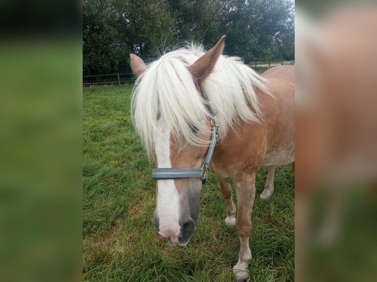 Haflinger Stute 16 Jahre 145 cm Fuchs in Hamm