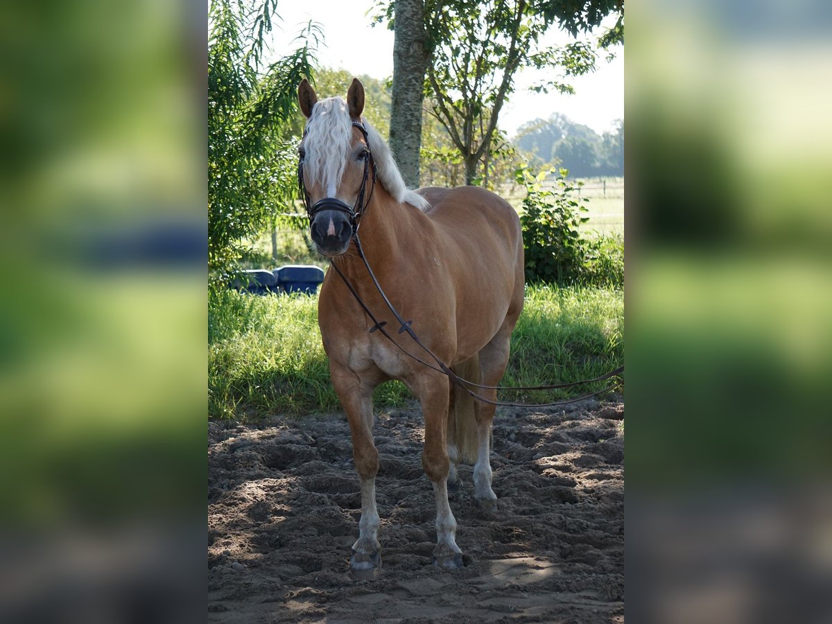 Haflinger Stute 16 Jahre 146 cm in Quickborn