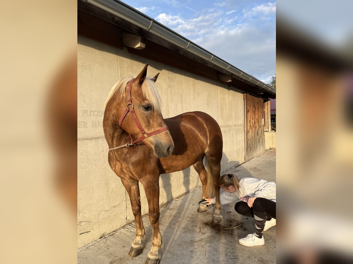 Haflinger Stute 16 Jahre 150 cm Dunkelfuchs in Inning am Ammersee