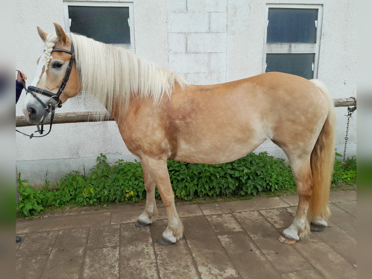 Haflinger Stute 16 Jahre 152 cm Fuchs in Dittersdorf