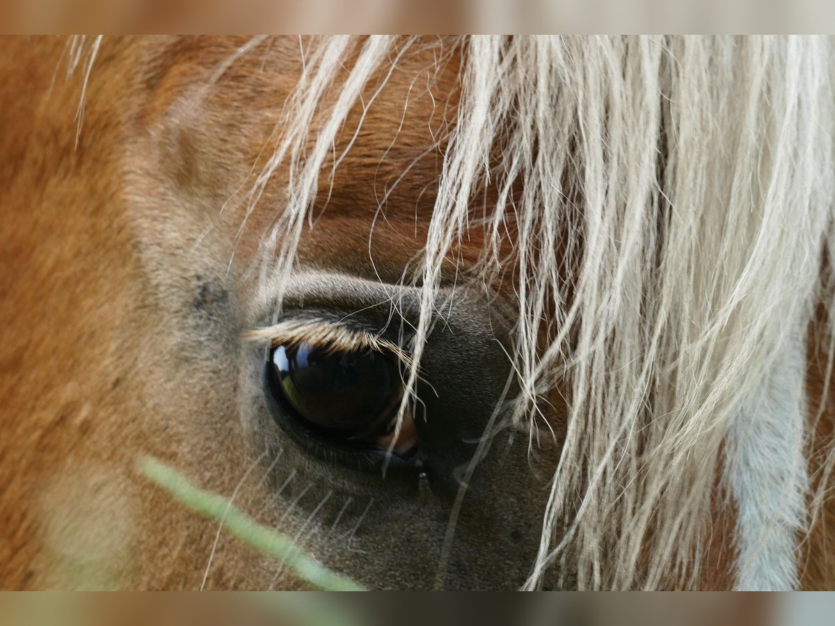 Haflinger Stute 16 Jahre 156 cm in Aurich Haflinger Stute 16 Jahre 156 cm in Aurich