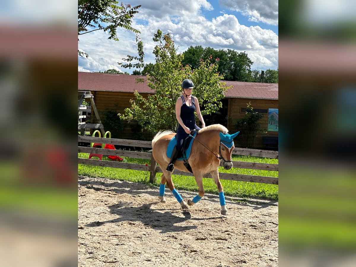 Haflinger Stute 17 Jahre 145 cm in Zeiselmauer Haflinger Stute 17 Jahre 145 cm in Zeiselmauer