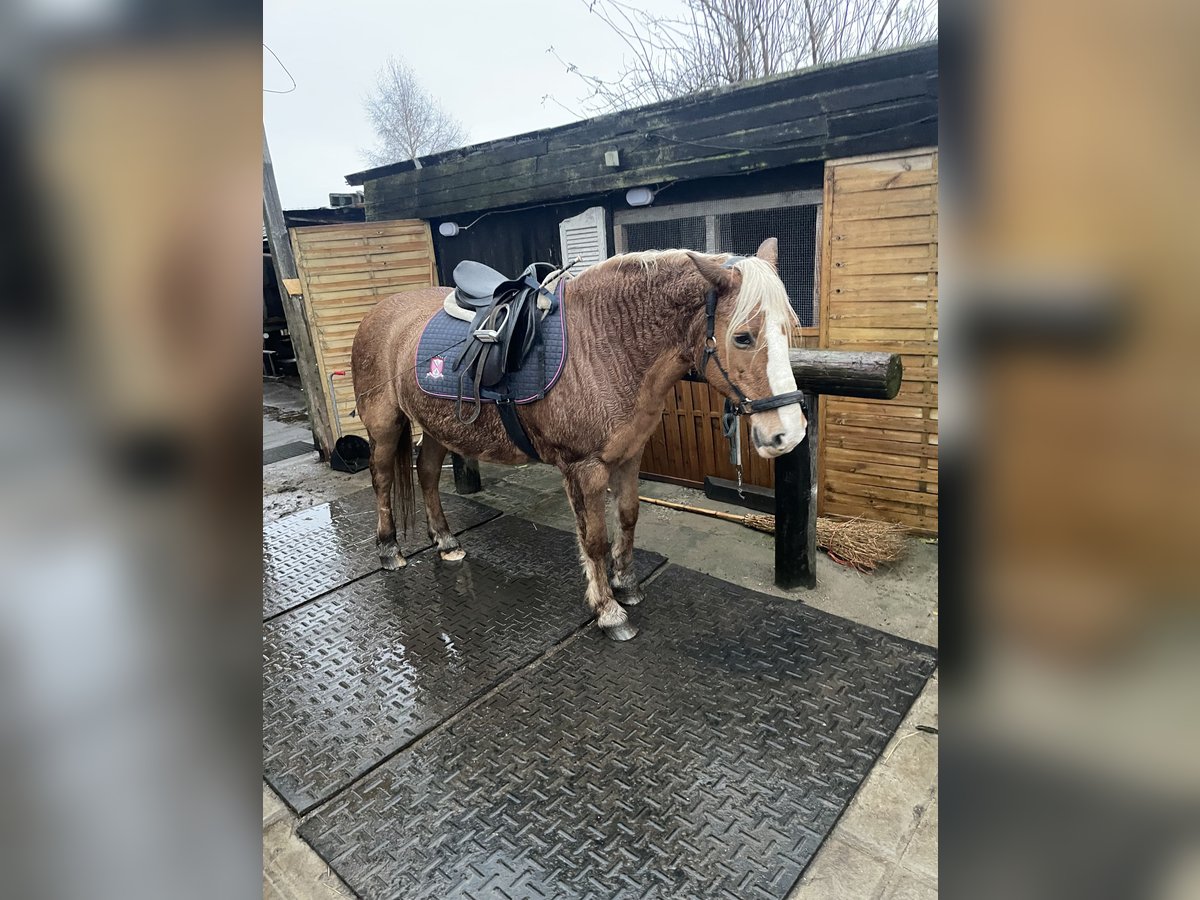 Haflinger Stute 17 Jahre 148 cm in Norderstedt