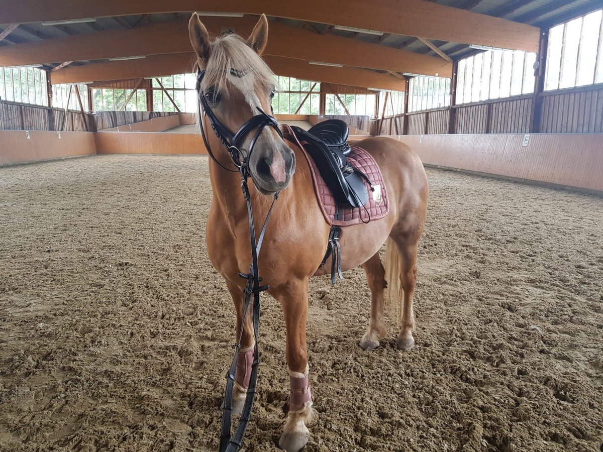 Haflinger Stute 17 Jahre 150 cm in Oschatz