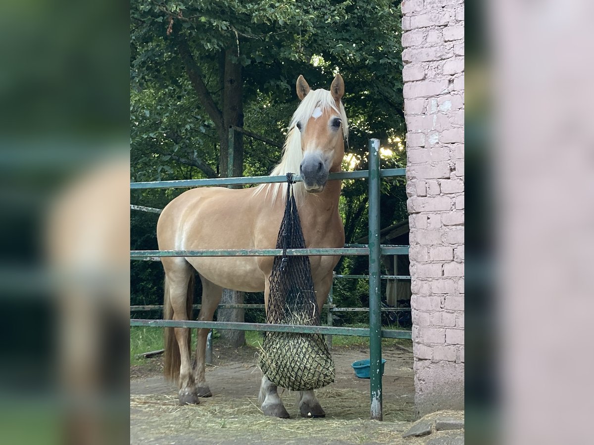 Haflinger Stute 17 Jahre 151 cm Fuchs in Karlsruhe