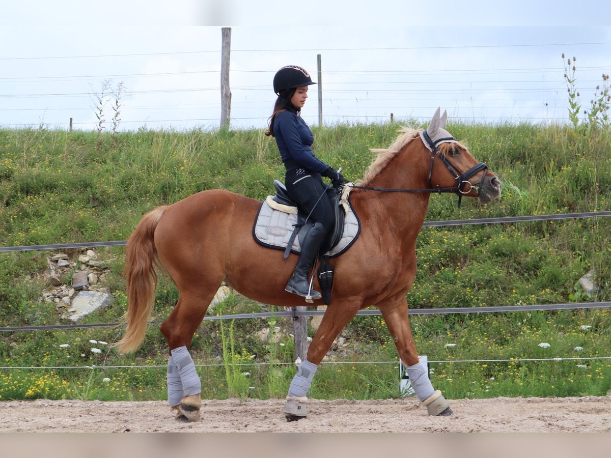 Haflinger Stute 17 Jahre 158 cm Fuchs in Bad Mergentheim
