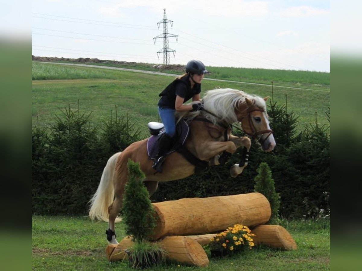 Haflinger Stute 17 Jahre in Frankenburg am Hausruck
