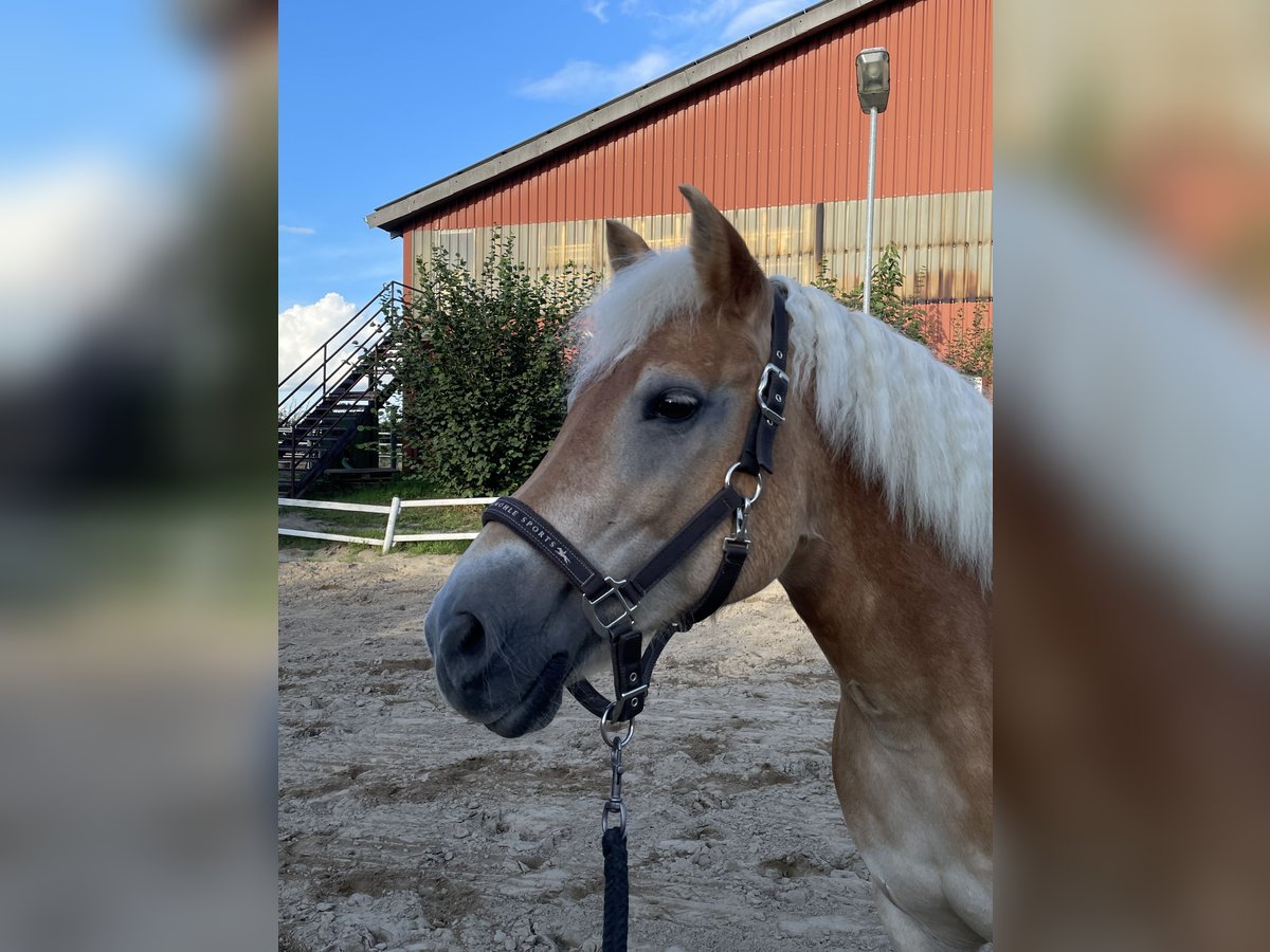 Haflinger Stute 18 Jahre 142 cm in Willich
