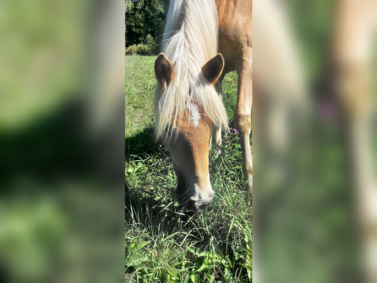 Haflinger Stute 1 Jahr 135 cm Fuchs in JABREILLES LES BORDES