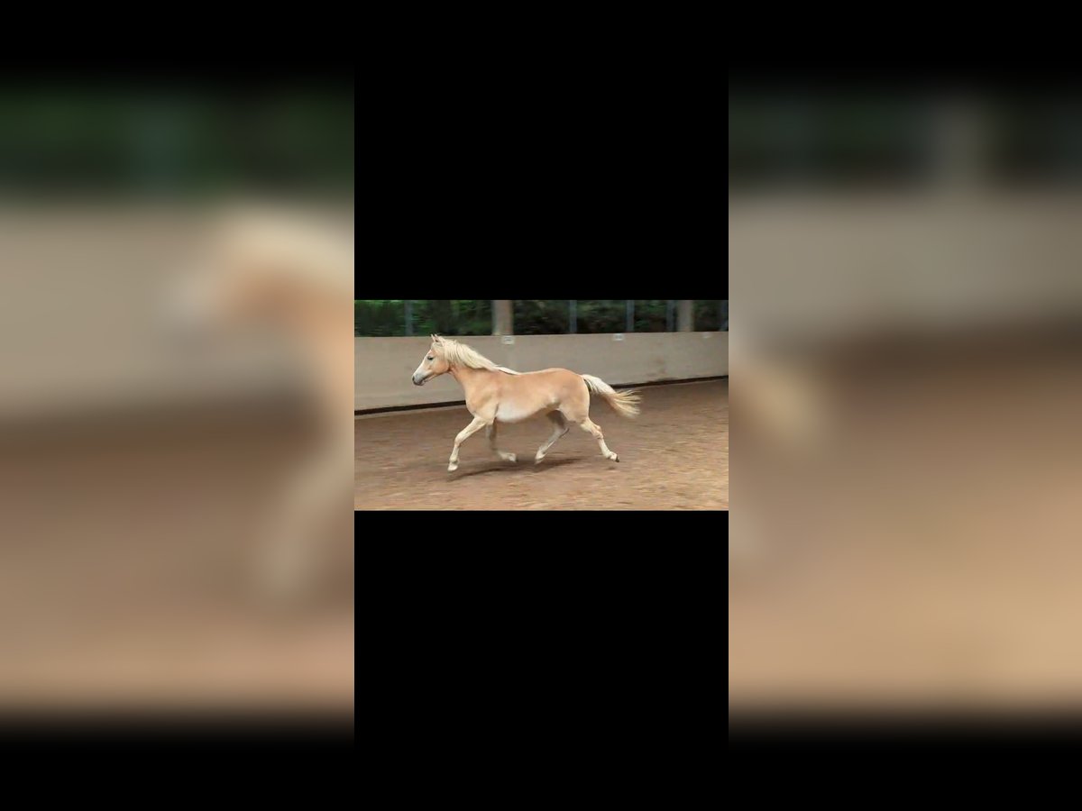 Haflinger Stute 1 Jahr 140 cm in Lauchheim