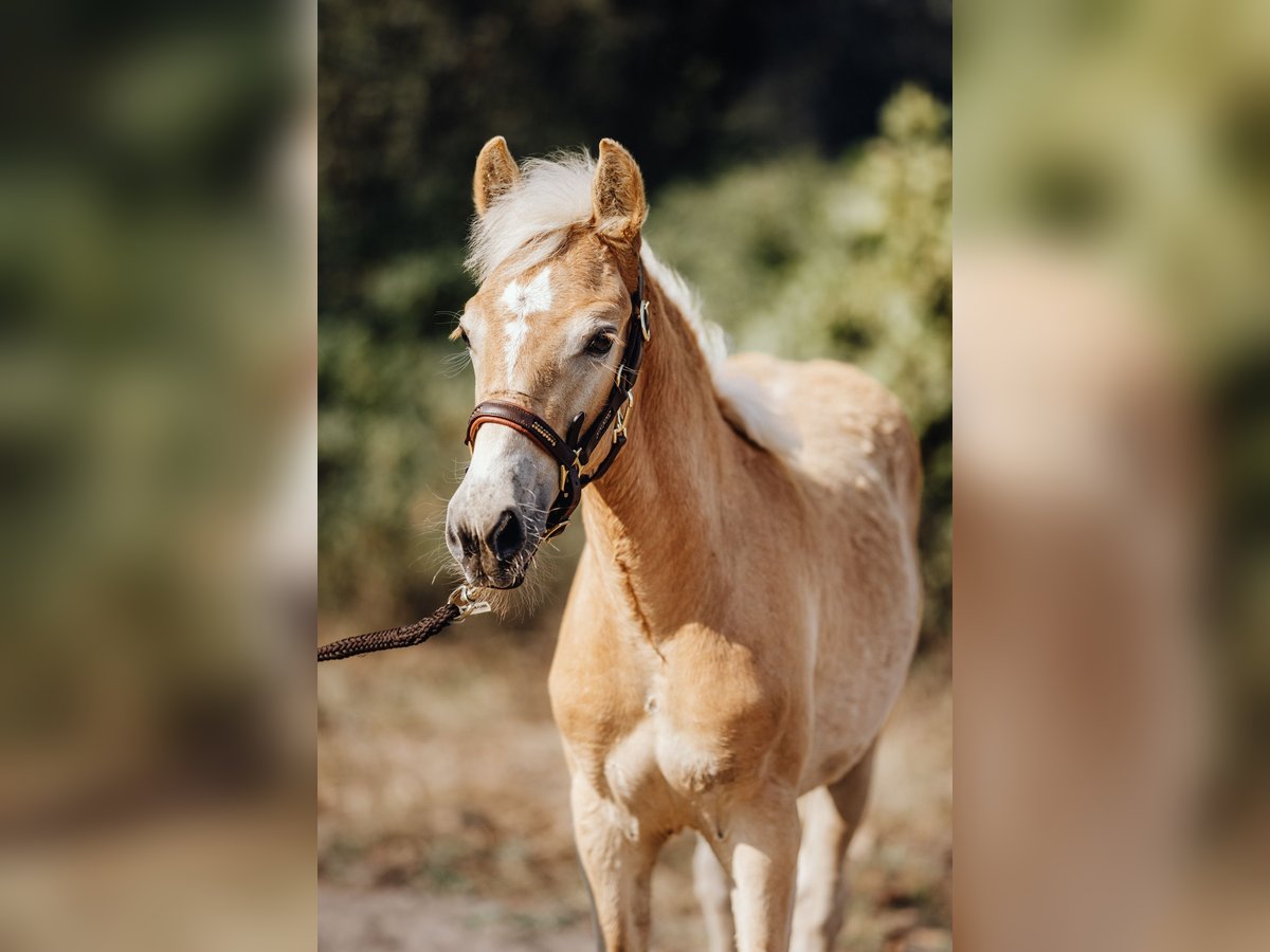 Haflinger Stute 1 Jahr 149 cm in Trebbin
