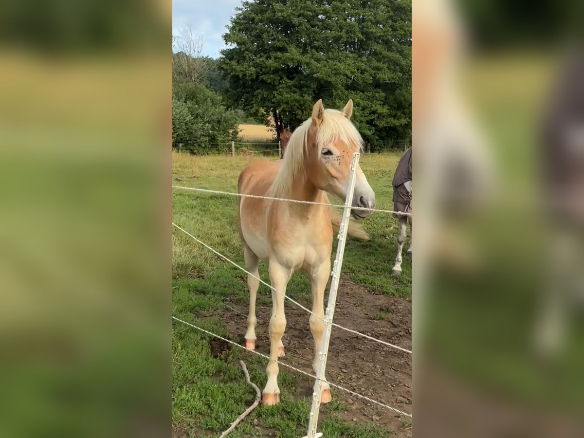 Haflinger Stute 1 Jahr 150 cm in Bayreuth