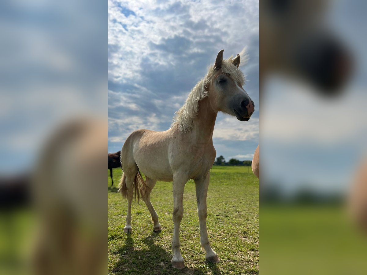 Haflinger Stute 1 Jahr 150 cm in Weistrach