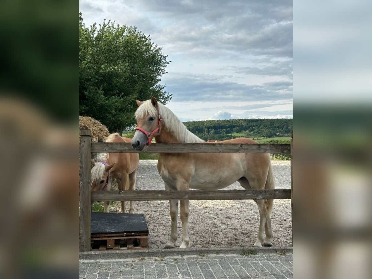 Haflinger Stute 1 Jahr 155 cm Fuchs in Aachen
