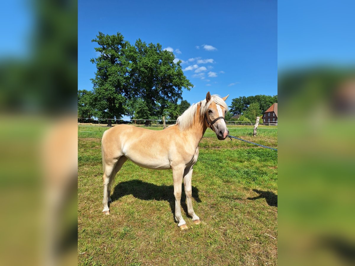 Haflinger Stute 1 Jahr 155 cm Fuchs in Ahnsbeck