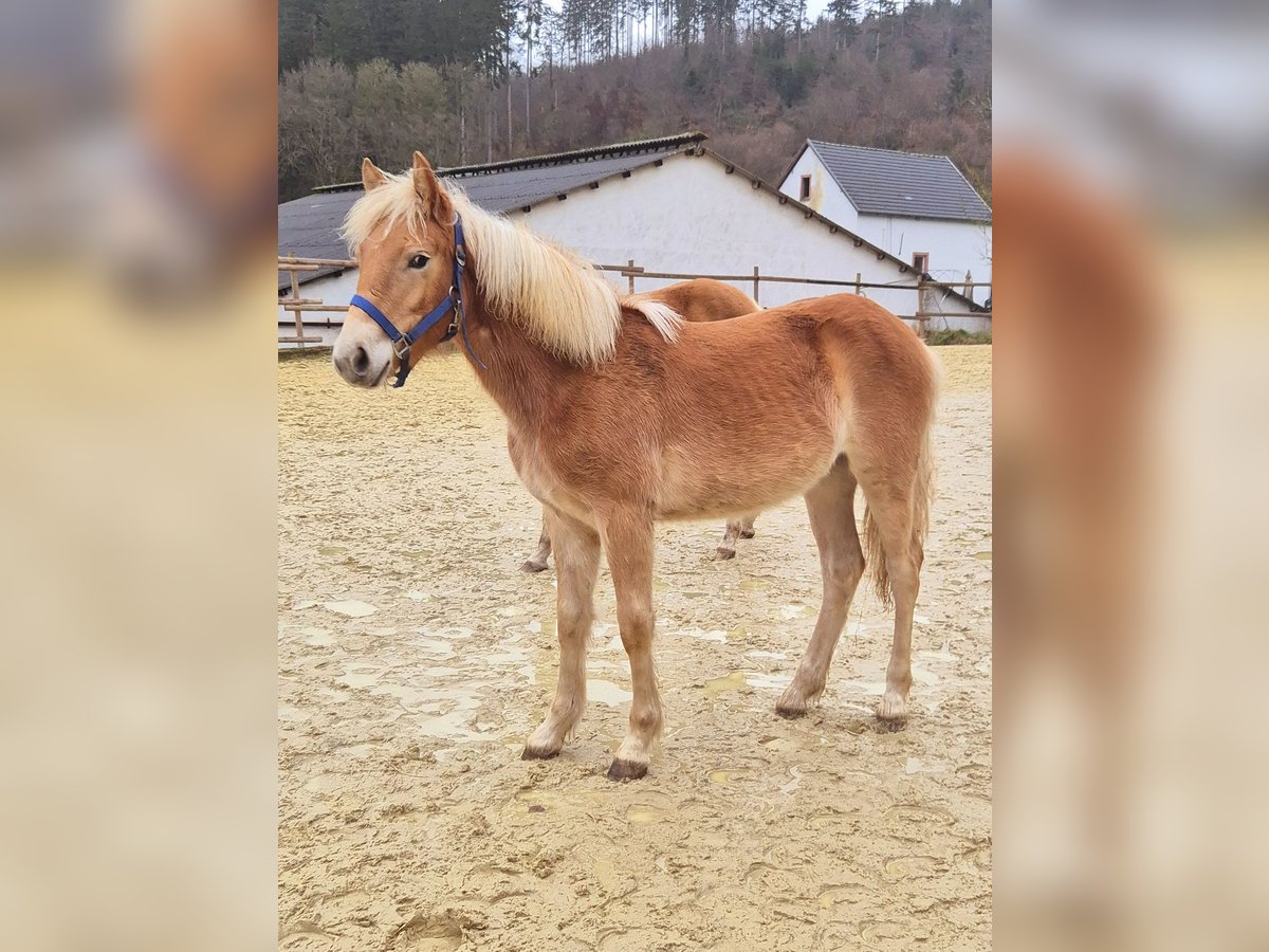 Haflinger Stute 1 Jahr Fuchs in Hillesheim