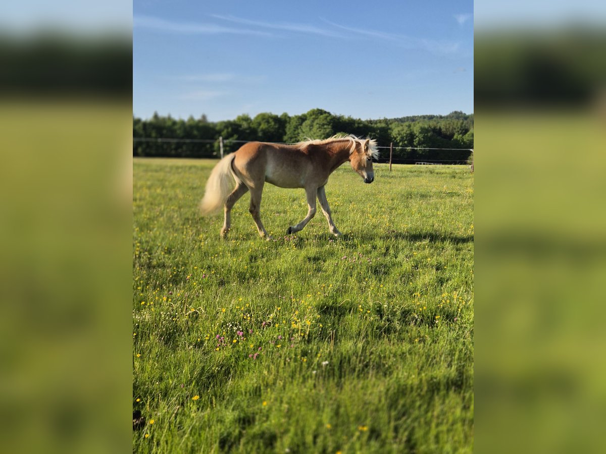 Haflinger Stute 1 Jahr Fuchs in Bad Münstereifel