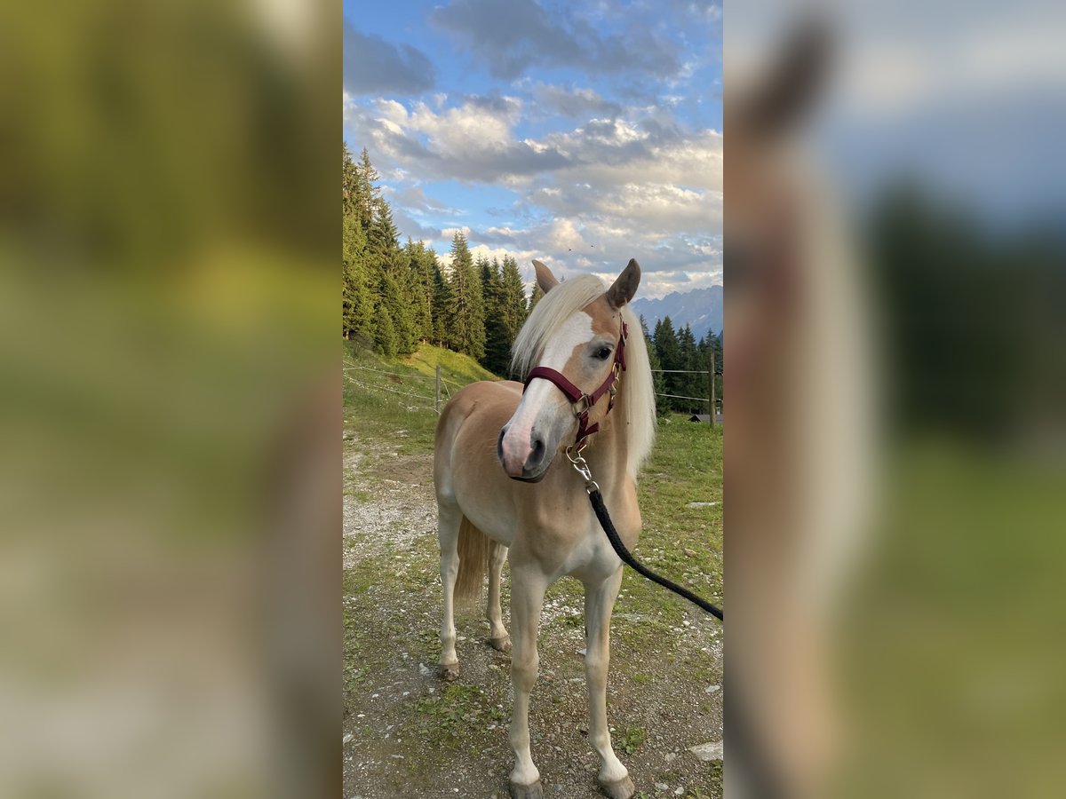 Haflinger Stute 1 Jahr Fuchs in Hippach-Schwendberg