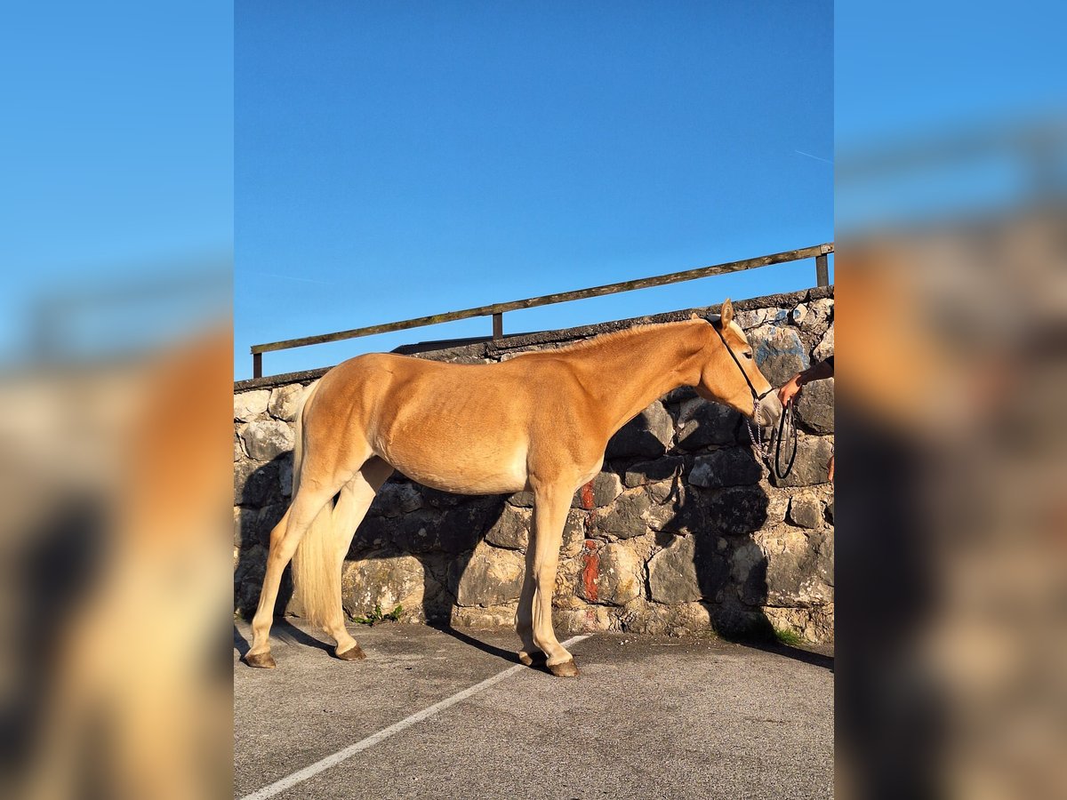 Haflinger Stute 1 Jahr Fuchs in Kirchbichl