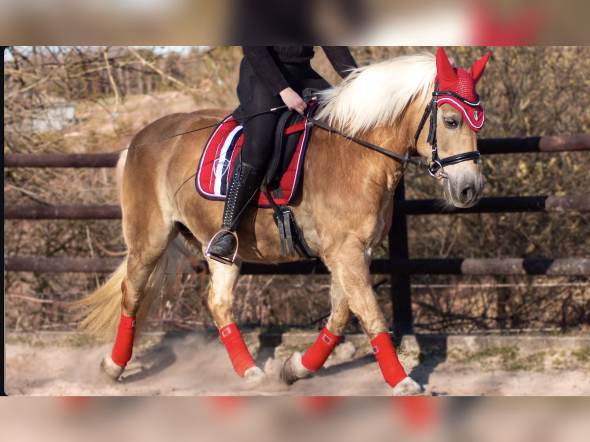 Haflinger Stute 20 Jahre 145 cm in Breckerfeld