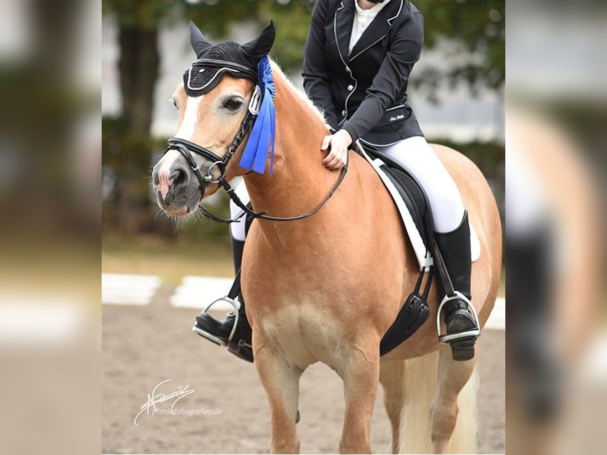 Haflinger Stute 21 Jahre 143 cm Fuchs in Mainz