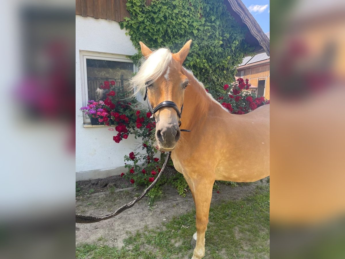 Haflinger Stute 21 Jahre 150 cm Fuchs in Ziemetshausen