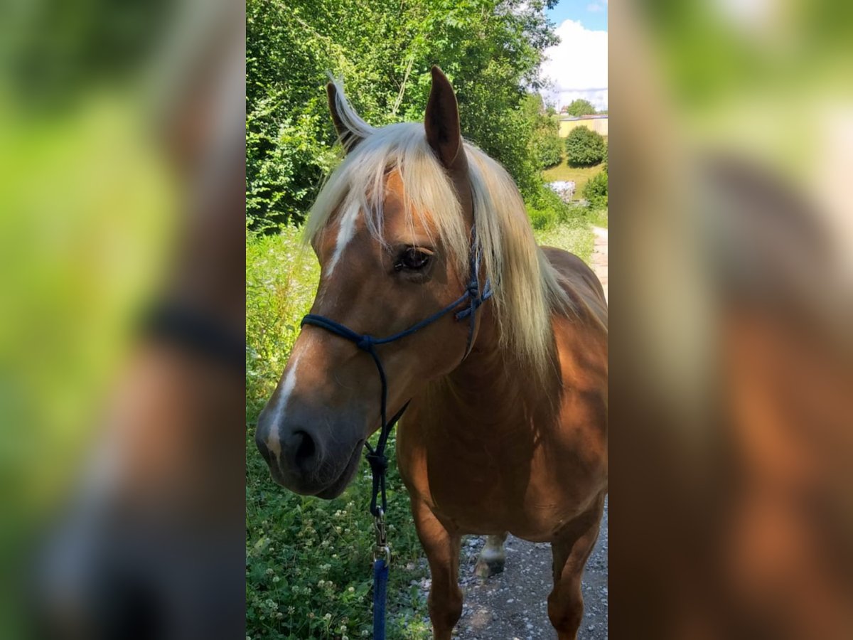 Haflinger Stute 22 Jahre 145 cm in Bad Bellingen