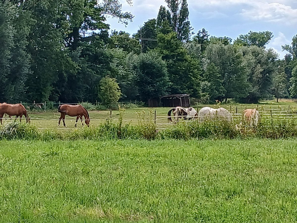 Haflinger Stute 22 Jahre 148 cm Falbe in Lustadt
