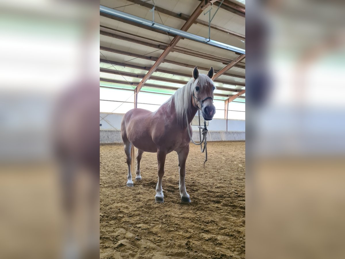 Haflinger Stute 24 Jahre 148 cm Fuchs in Mietingen Haflinger Stute 24 Jahre 148 cm Fuchs in Mietingen
