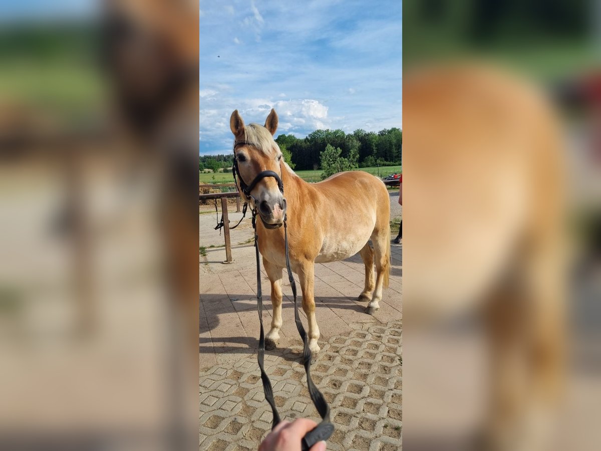 Haflinger Stute 25 Jahre 145 cm Fuchs in Altach