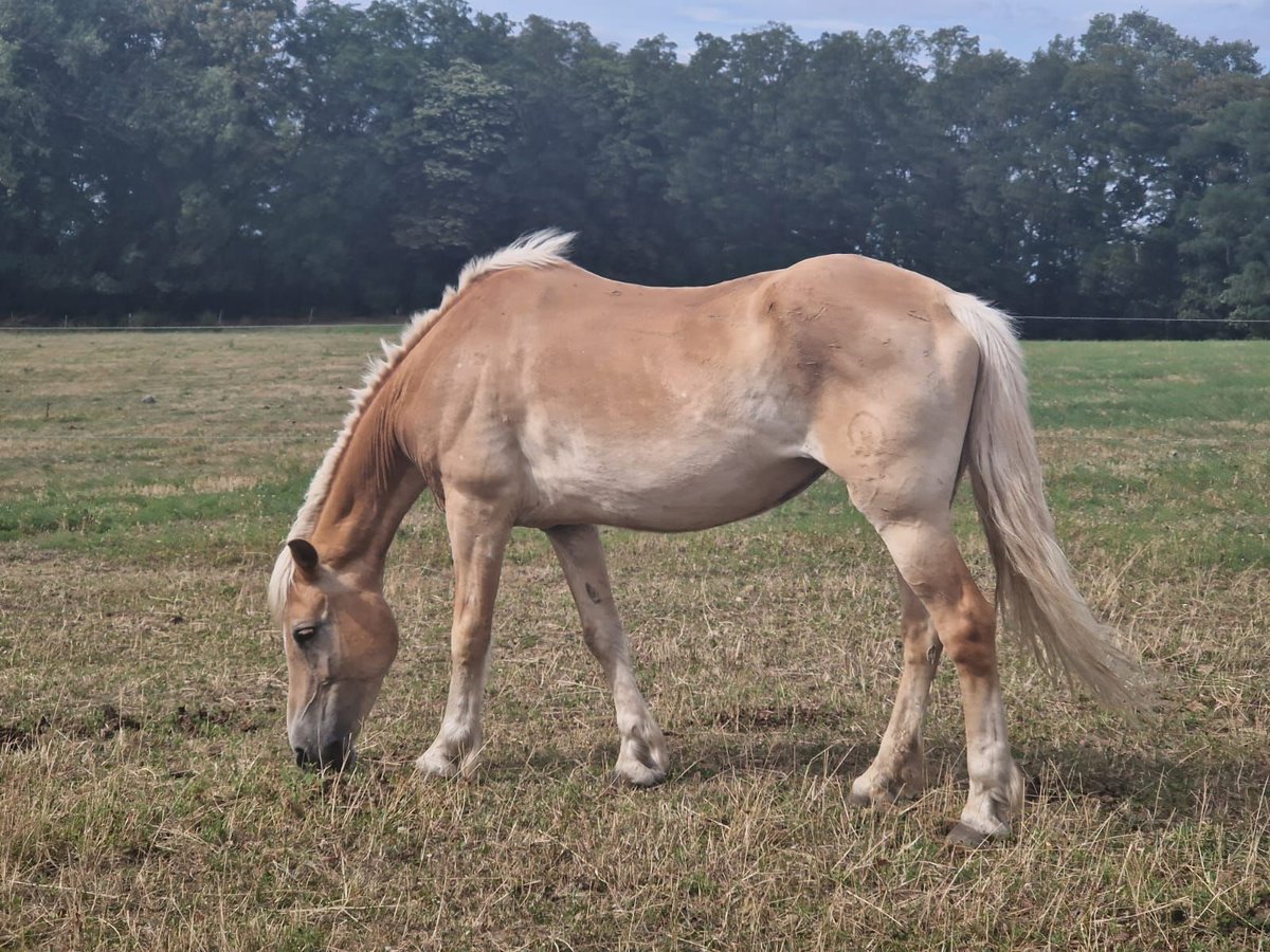 Haflinger Stute 25 Jahre in Seefeld Haflinger Stute 25 Jahre in Seefeld