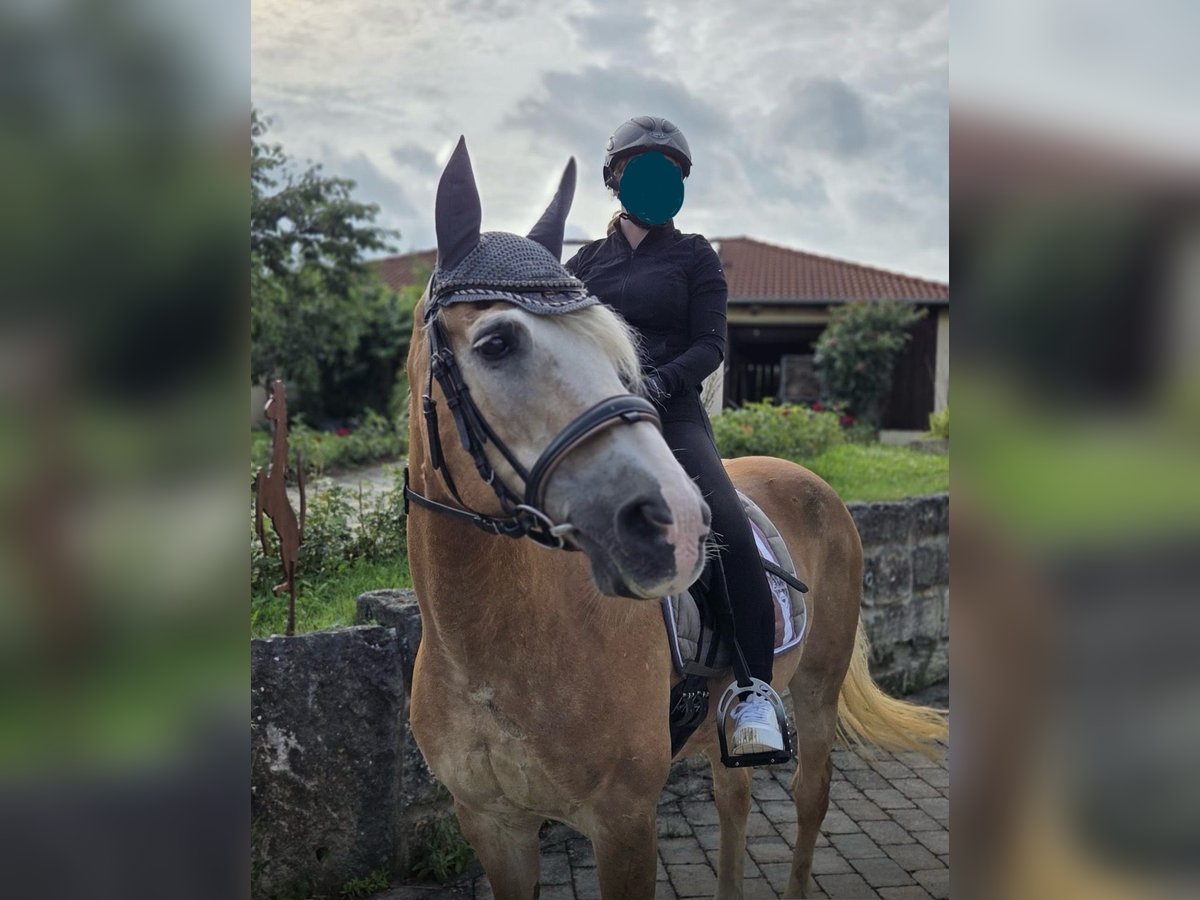 Haflinger Stute 26 Jahre 148 cm in Langenburg