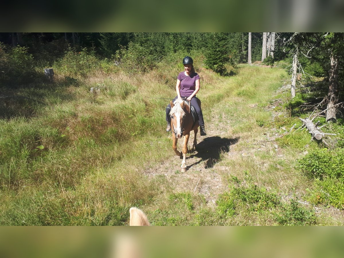 Haflinger Stute 26 Jahre in Obertilliach