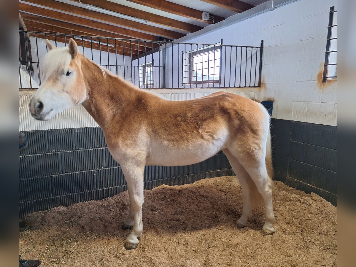Haflinger Stute 2 Jahre 142 cm Fuchs in Bad Arolsen