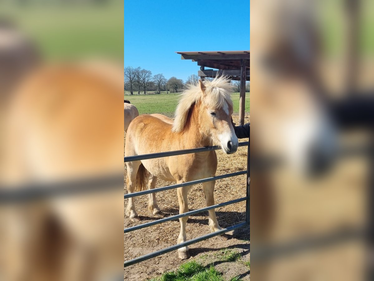 Haflinger Stute 2 Jahre 142 cm Fuchs in Alveslohe