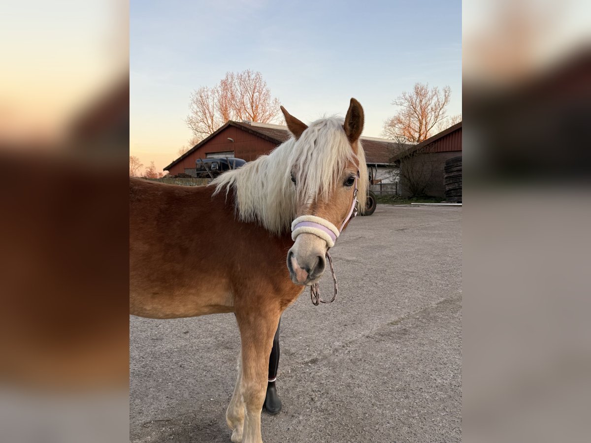 Haflinger Stute 2 Jahre 147 cm Fuchs in Züssow