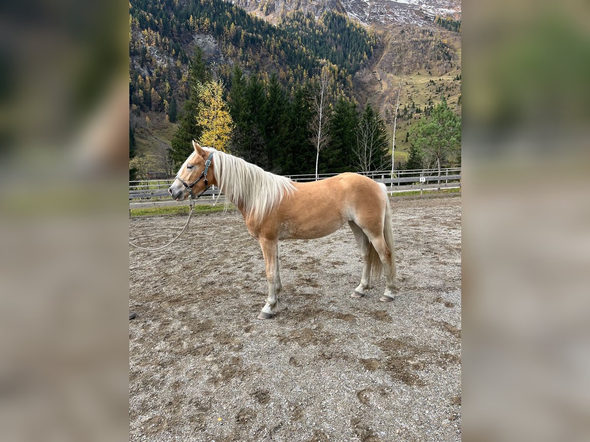 Haflinger Stute 2 Jahre 148 cm Fuchs in Rauris