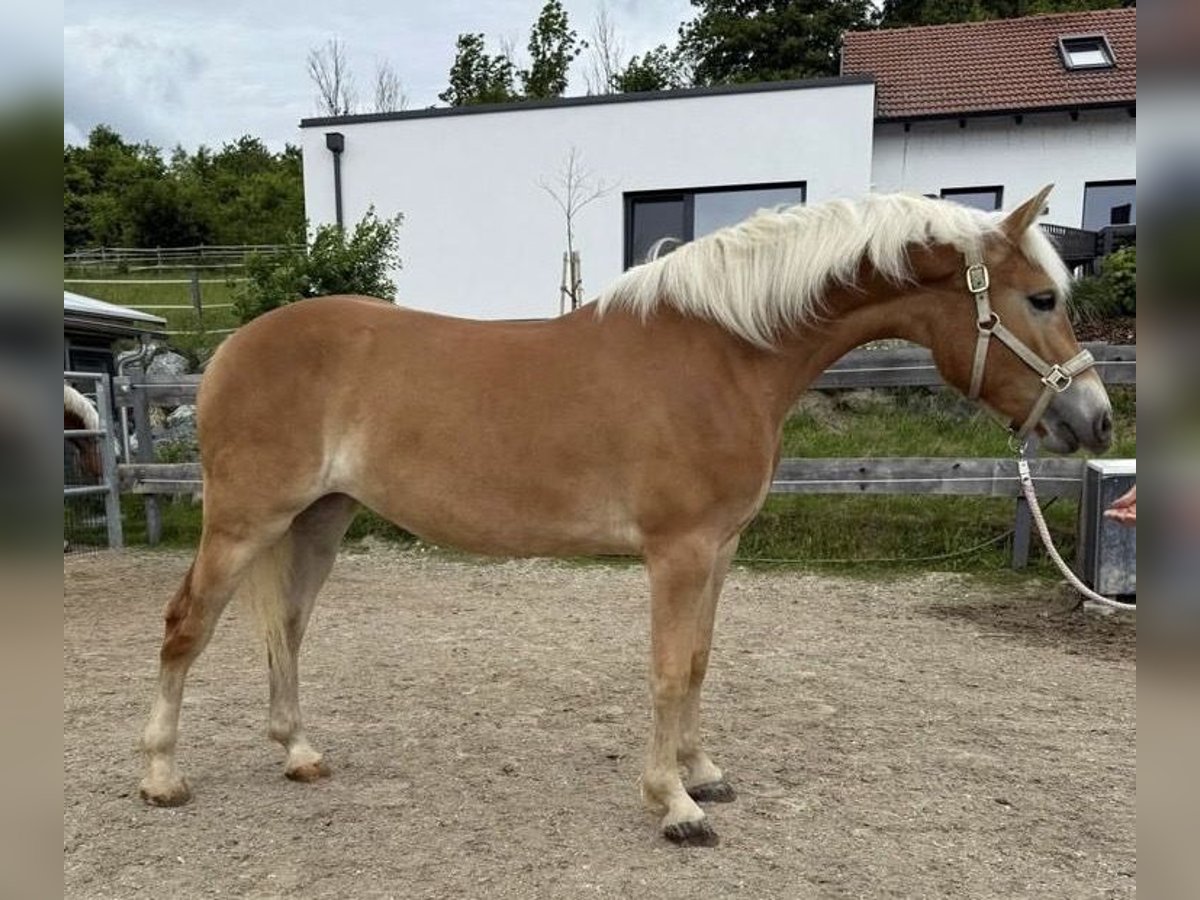 Haflinger Stute 2 Jahre 150 cm Fuchs in Sieggraben