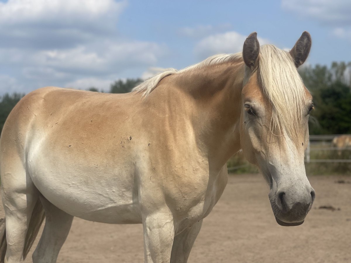 Haflinger Stute 2 Jahre 155 cm in Trebbin