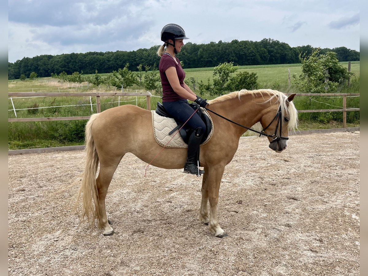 Haflinger Stute 3 Jahre 146 cm Fuchs in Itzgrund
