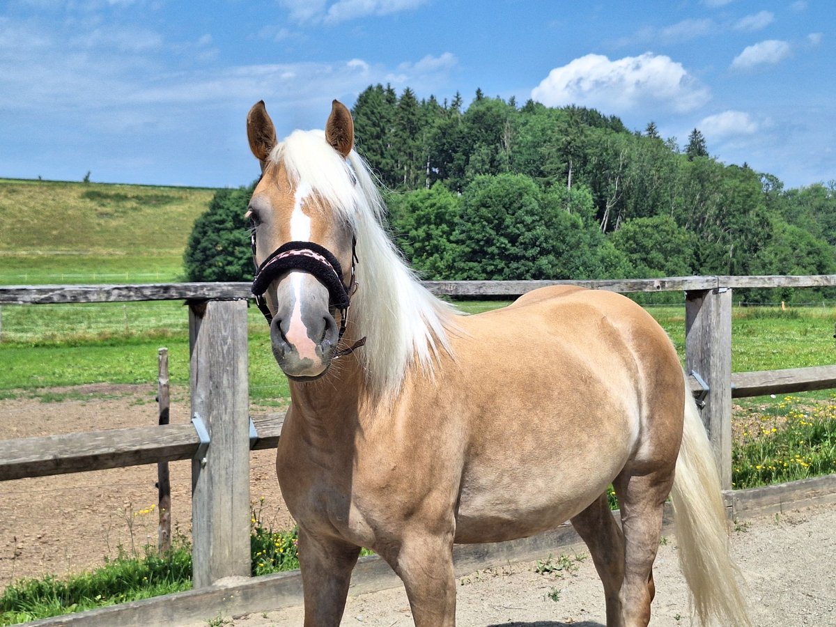 Haflinger Stute 3 Jahre 148 cm in Argenb&#xFC;hl