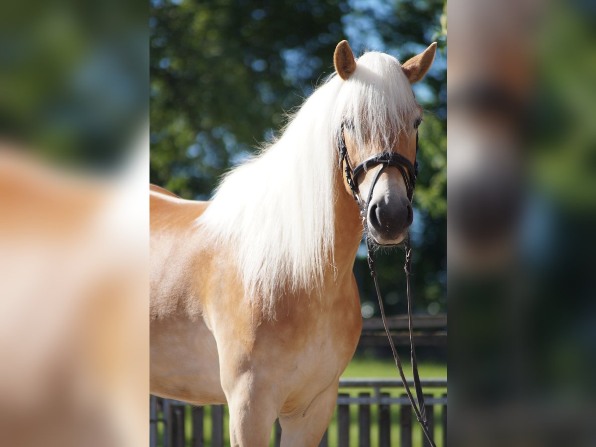 Haflinger Stute 3 Jahre 149 cm Fuchs in Engelsbrand