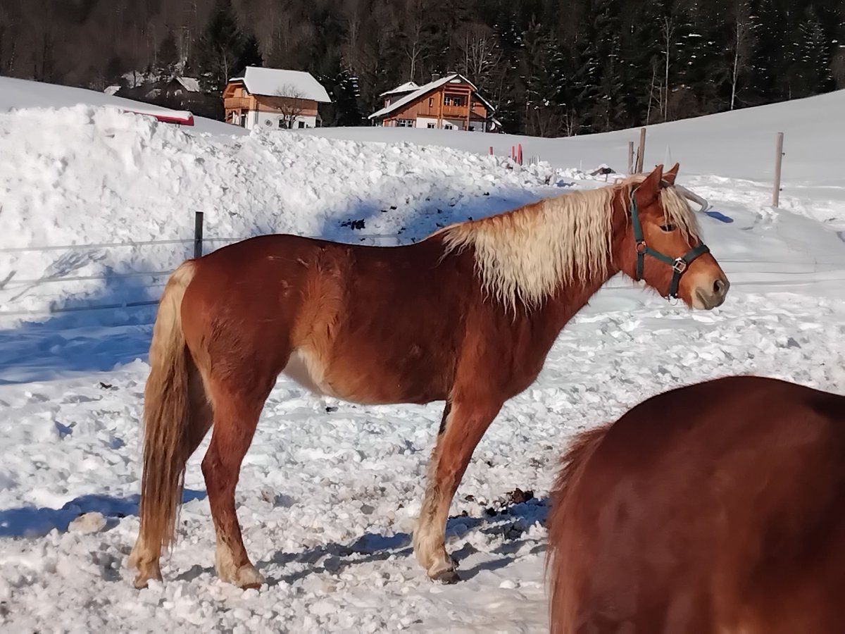 Haflinger Stute 3 Jahre 149 cm Rotfuchs in BAD AUSSEE