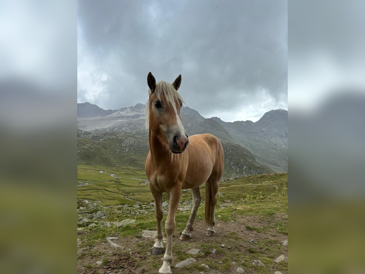 Haflinger Stute 3 Jahre 150 cm in St.Leonhard in Passeier